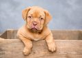 puppy, dog, pet