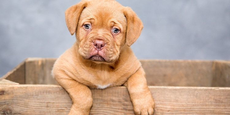puppy, dog, pet