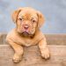 puppy, dog, pet