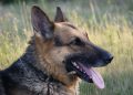 dog, pet, shepherd dog