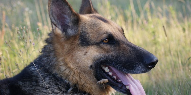 dog, pet, shepherd dog