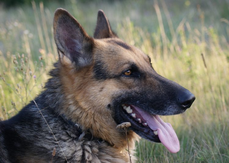 dog, pet, shepherd dog