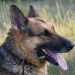 dog, pet, shepherd dog
