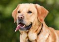 labrador retriever, dog, pet