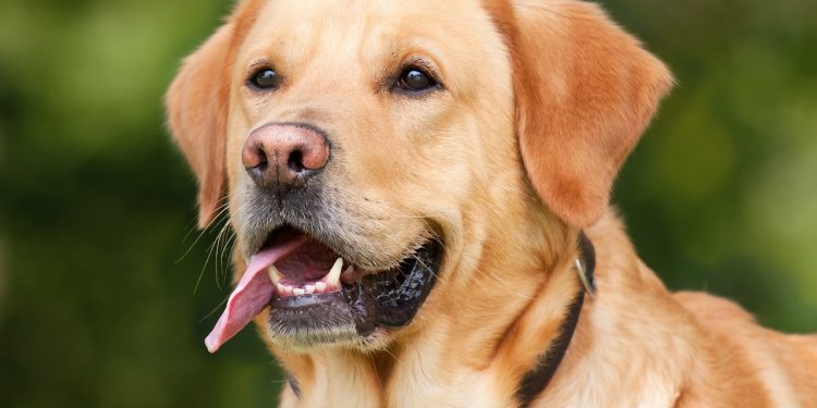 labrador retriever, dog, pet