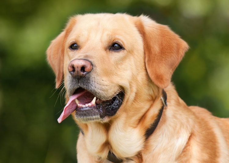 labrador retriever, dog, pet