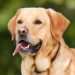 labrador retriever, dog, pet