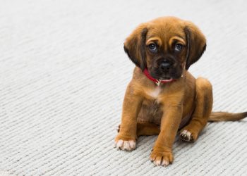 pet, dog, puppy