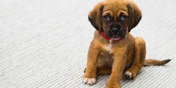 pet, dog, puppy