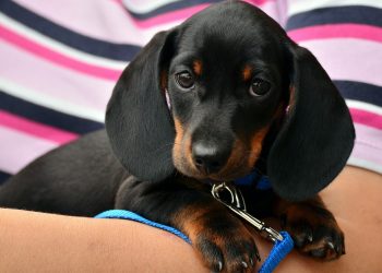 dachshund, puppy, pet