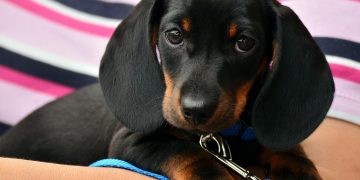 dachshund, puppy, pet
