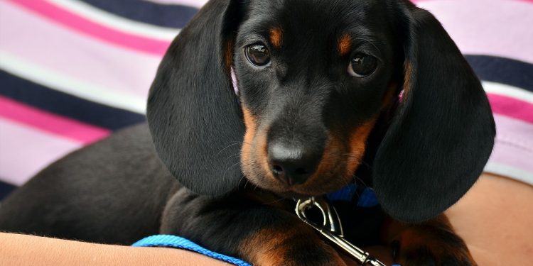 dachshund, puppy, pet
