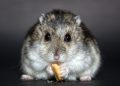 hamster, rodent, dwarf hamster