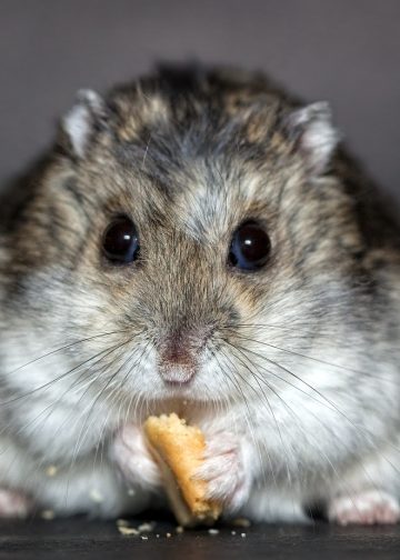 hamster, rodent, dwarf hamster
