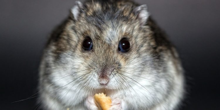 hamster, rodent, dwarf hamster