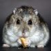 hamster, rodent, dwarf hamster