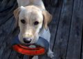 animal, dog, fetch