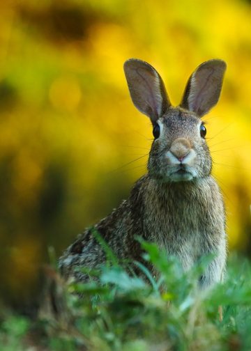 rabbit, hare, bunny