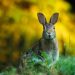 rabbit, hare, bunny