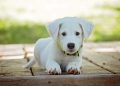 puppy, dog, nature