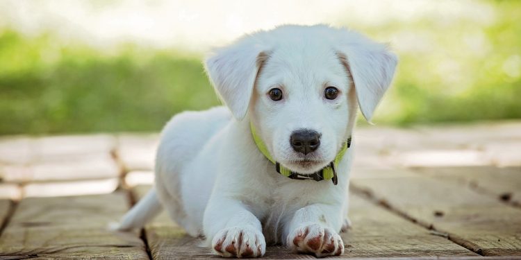 puppy, dog, nature