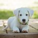 puppy, dog, nature