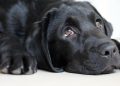faced with guilt, dog, cute