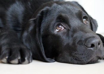 faced with guilt, dog, cute