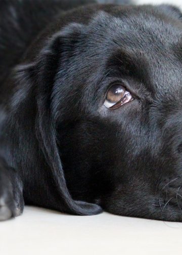 faced with guilt, dog, cute