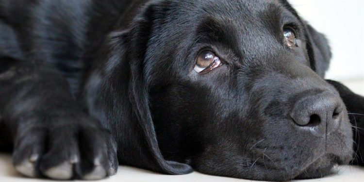 faced with guilt, dog, cute