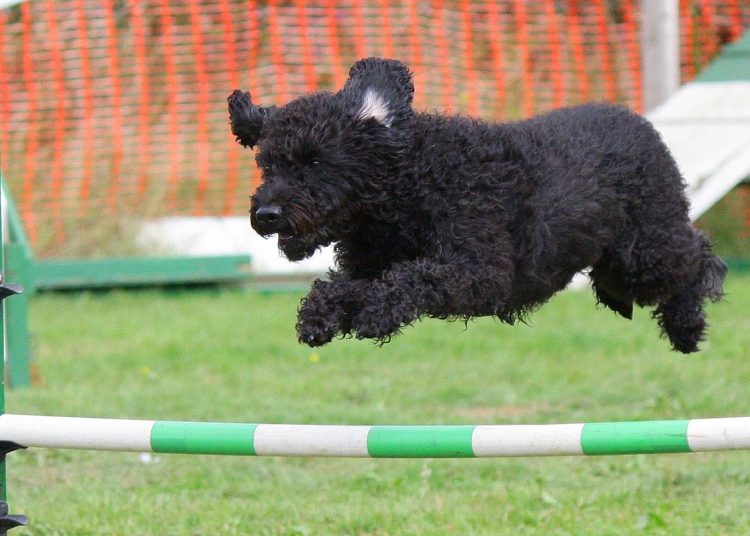 dog, pet, agility