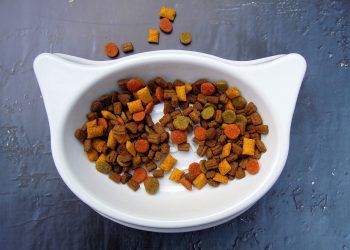 cat, food, pet