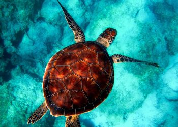 sea, turtle, diving