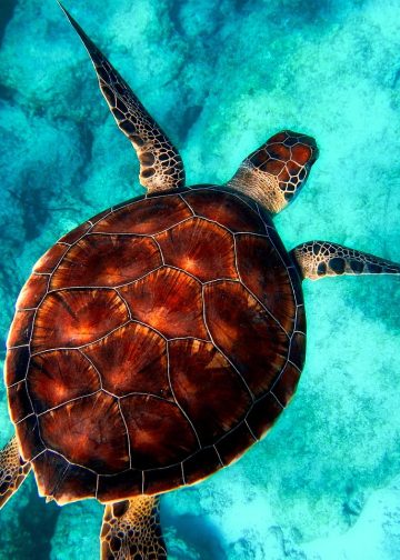 sea, turtle, diving