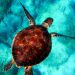sea, turtle, diving