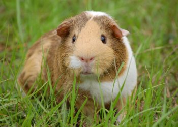 guinea pig, cavy, pet