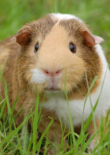guinea pig, cavy, pet