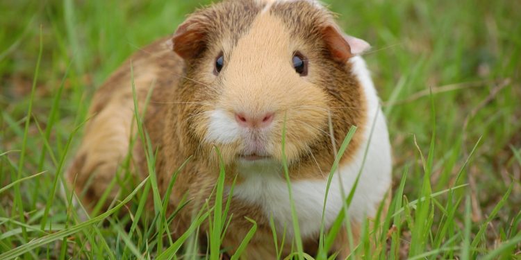 guinea pig, cavy, pet