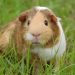 guinea pig, cavy, pet