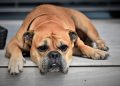 continental bulldog, dog, animal
