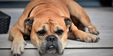 continental bulldog, dog, animal