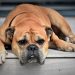 continental bulldog, dog, animal