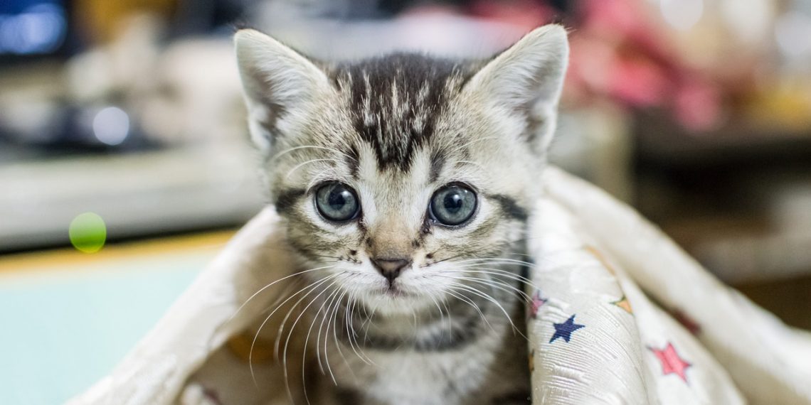animal, pet, cat