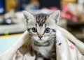 animal, pet, cat
