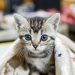 animal, pet, cat