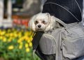 little dog, dog, animal