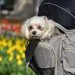 little dog, dog, animal