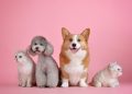 pets, cat, dog