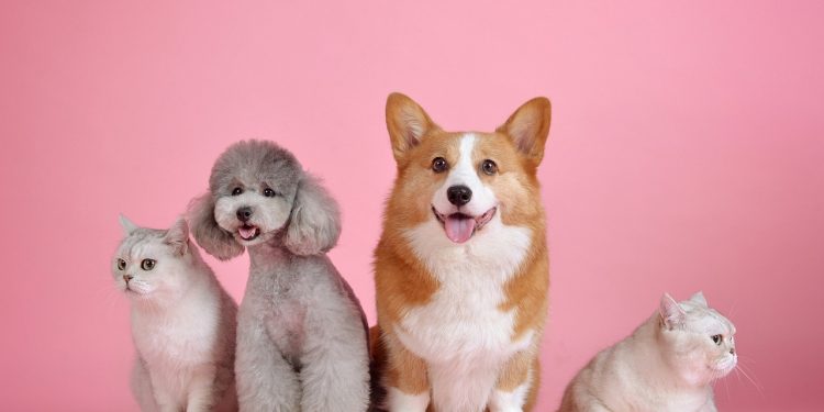pets, cat, dog