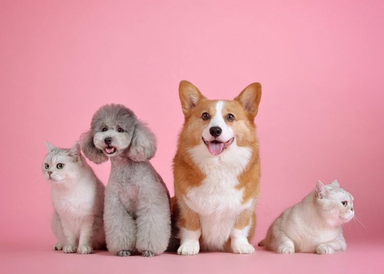 pets, cat, dog